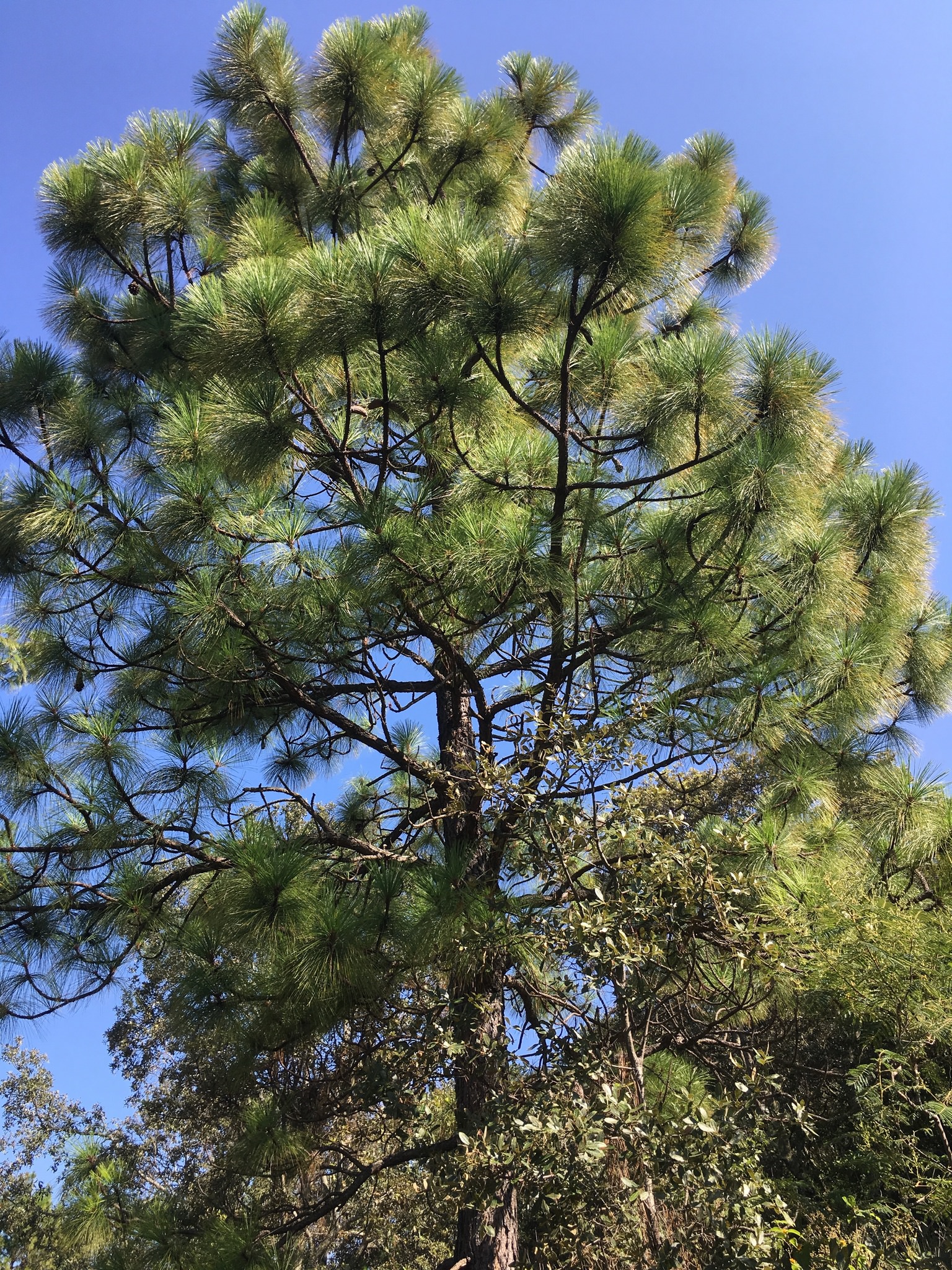 Pinus montezumae